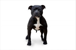 Cassazione: cane che morde padrone che paga. Non basta averlo legato