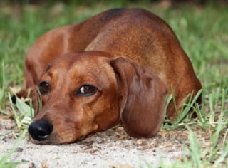 Se vieni morso da un cane randagio hai diritto al risarcimento?