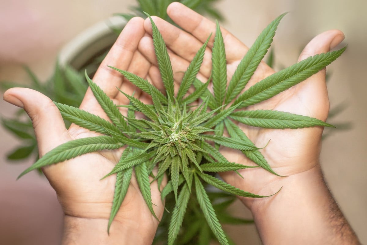 Le novità normative sulla vendita di prodotti derivati dalla Cannabis in Italia