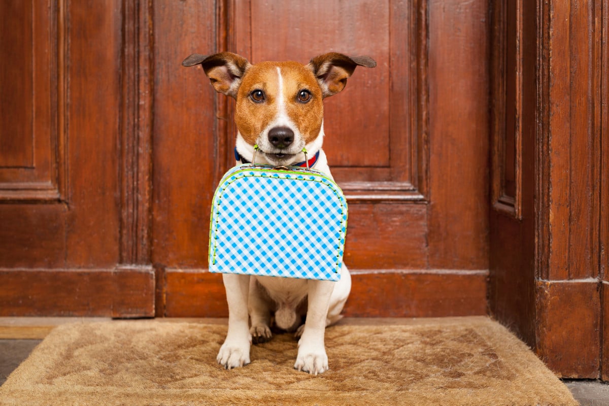 Animali in condominio: è possibile vietarli nel contratto di locazione?