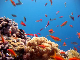 MALTRATTAMENTO di ANIMALI - La lezione di due turisti tedeschi - ARAGOSTE e ASTICI acquistati a ristorante da liberare in mare