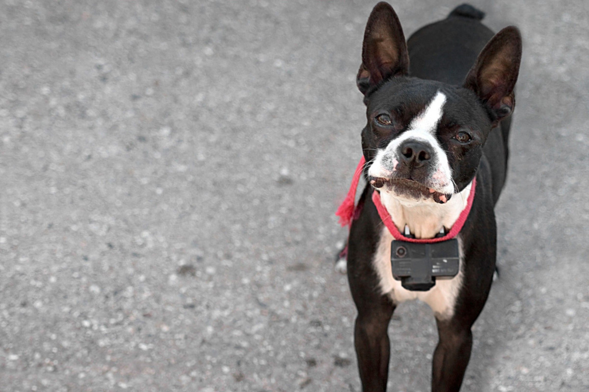Cassazione: non basta il collare elettrico acceso per far soffrire il cane