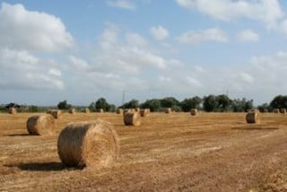 AAA Contadini cercasi in Canton Ticino. Paga mensile oltre 3mila euro
