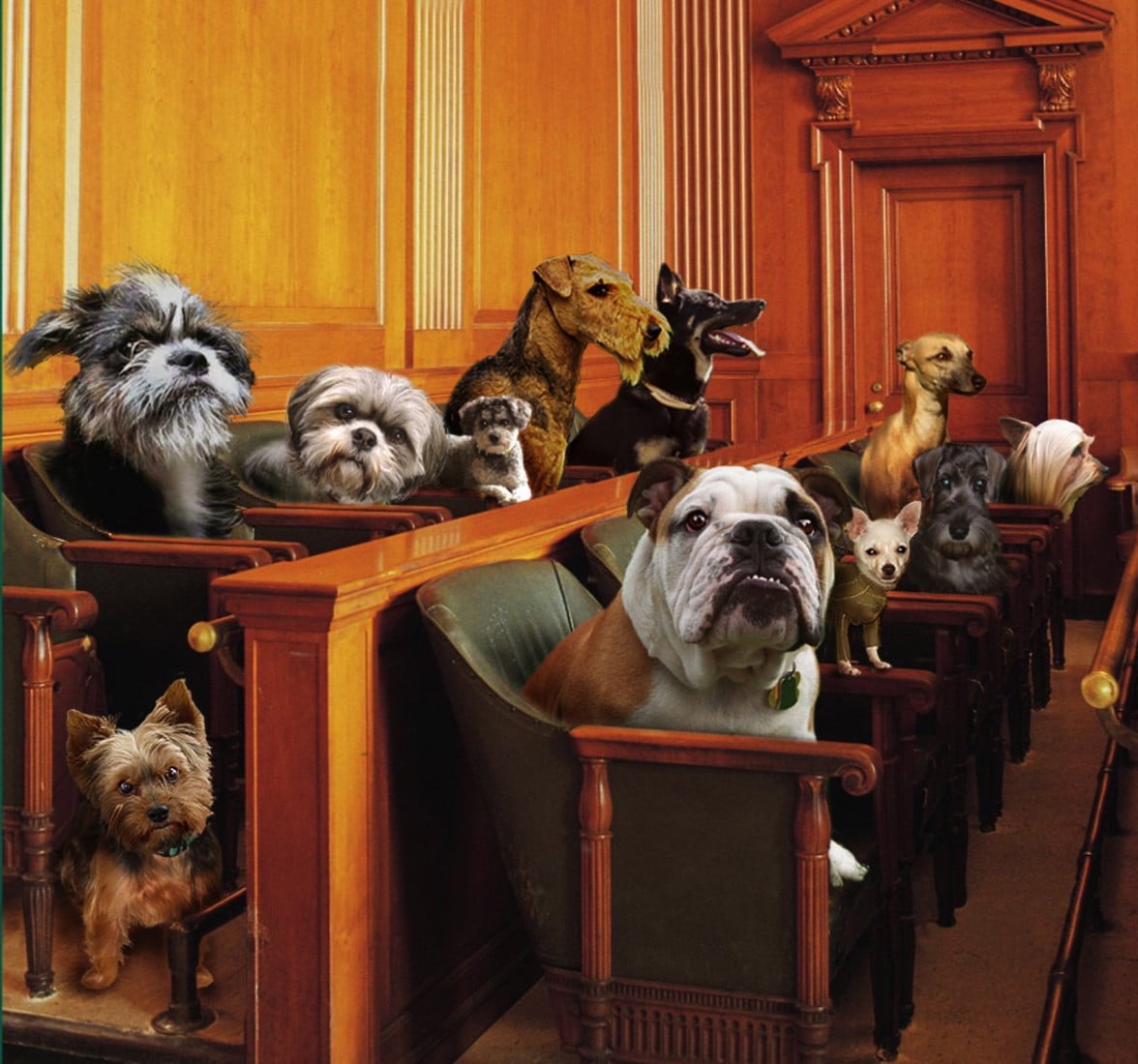 Tribunale degli Animali: gli avvocati a difesa dei "pelosi" dopo il divorzio