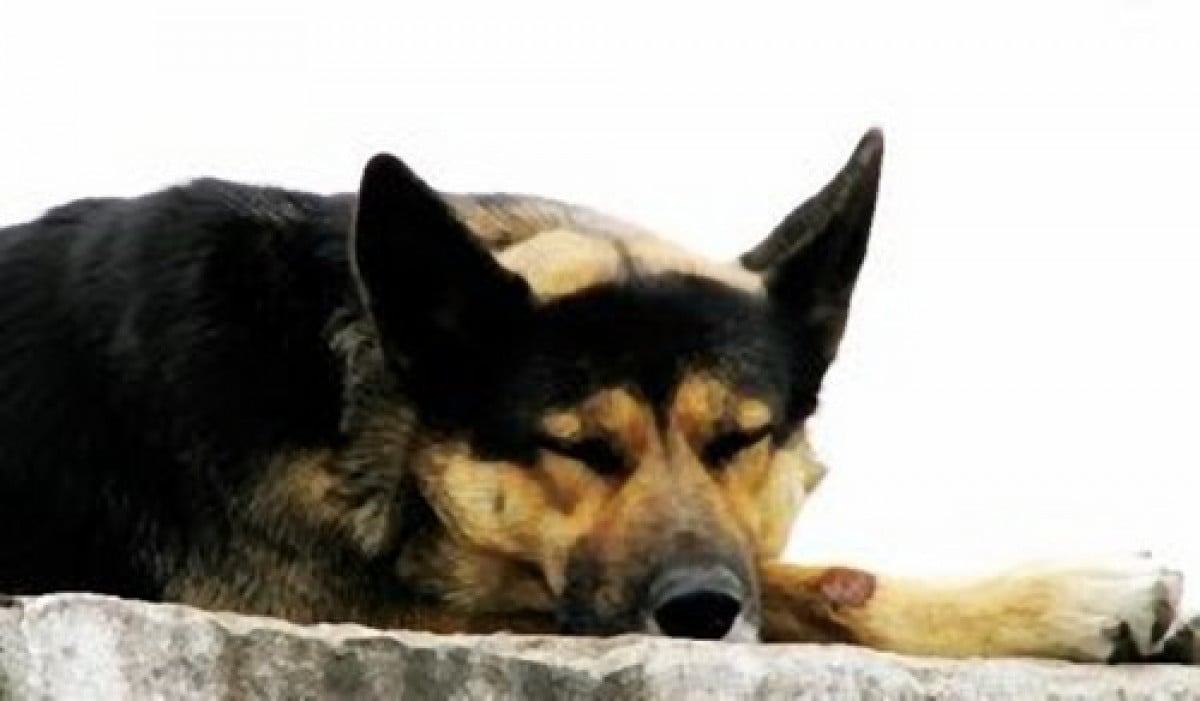 MEDIAevo - VIVISEZIONE e VETERINARI - Da 'Il Fatto Quotidiano' un illuminante contributo di VANNA BROCCA dà voce ai senza voce
