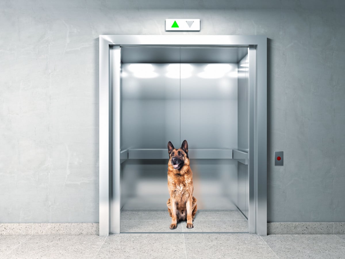 Condominio: è possibile portare animali in ascensore?