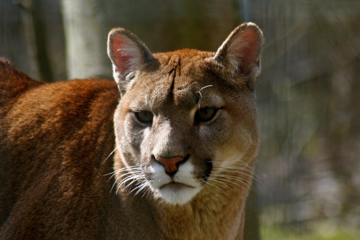 Cassazione: volete portare il vostro puma in un campeggio? Ci vuole l'autorizzazione della prefettura