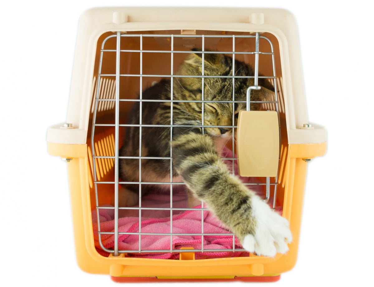Il furto del gatto