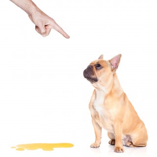 Se si consente a Fido di fare pipì sulle macchine o sui muri si commette reato