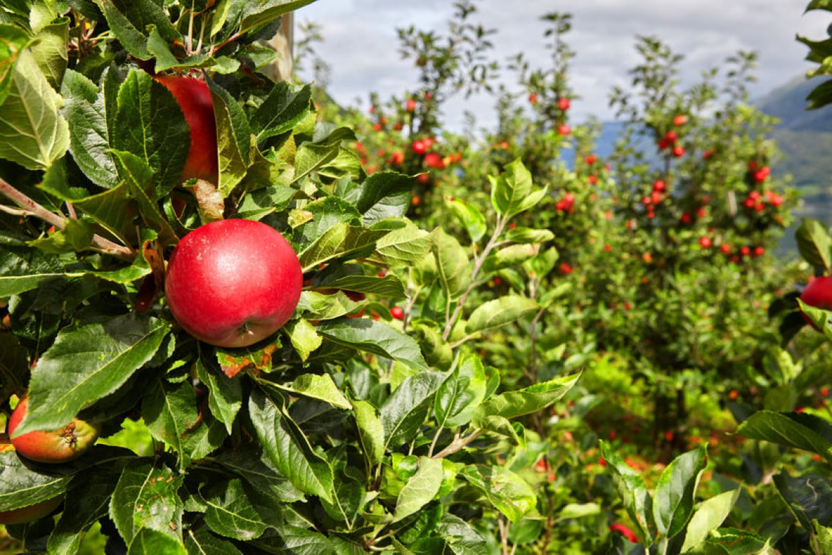 Agricoltura biologica: cosa prevede la legge