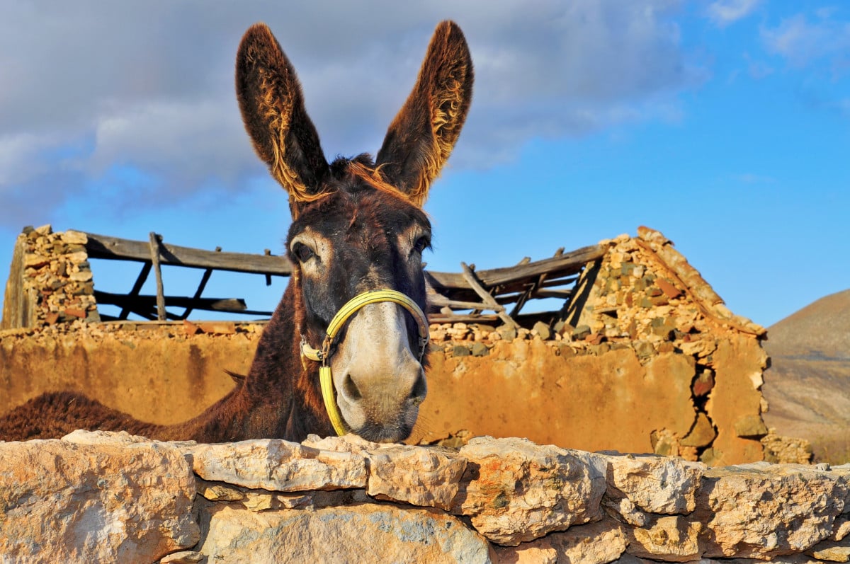 Responsabilità medica per il vaccino degli animali