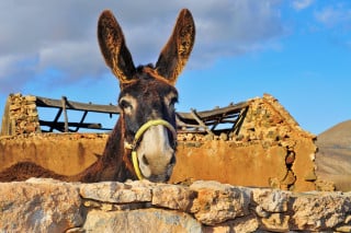 Responsabilità medica per il vaccino degli animali