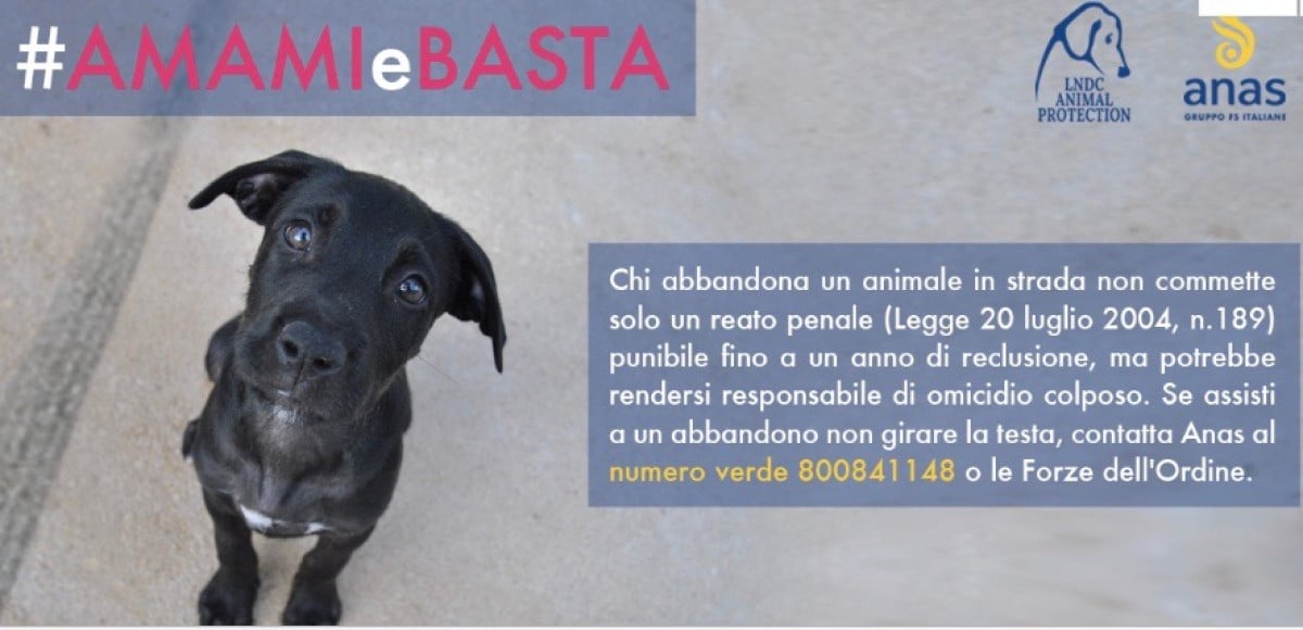 #AMAMIeBASTA: al via campagna contro abbandono animali