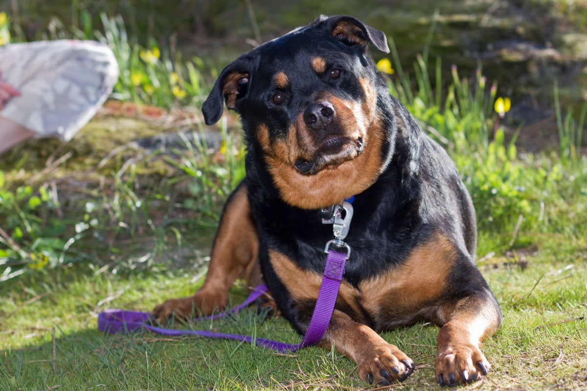 Animali: illegittimo l'obbligo di apporre la museruola a pittbull e rottweiler