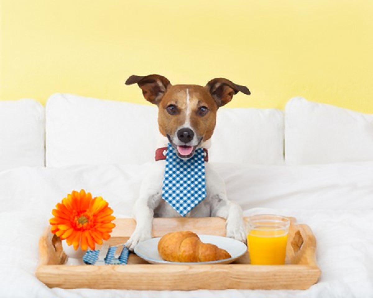 Gli animali domestici non saranno più pignorabili