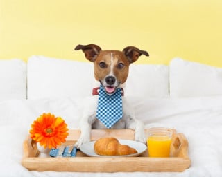 Cani: con chi restano in caso di separazione?