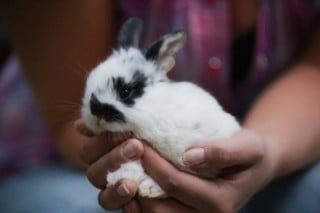 UE: Stop ai cosmetici testati su animali. D'ora in avanti ammessi solo i 'cruelty free'