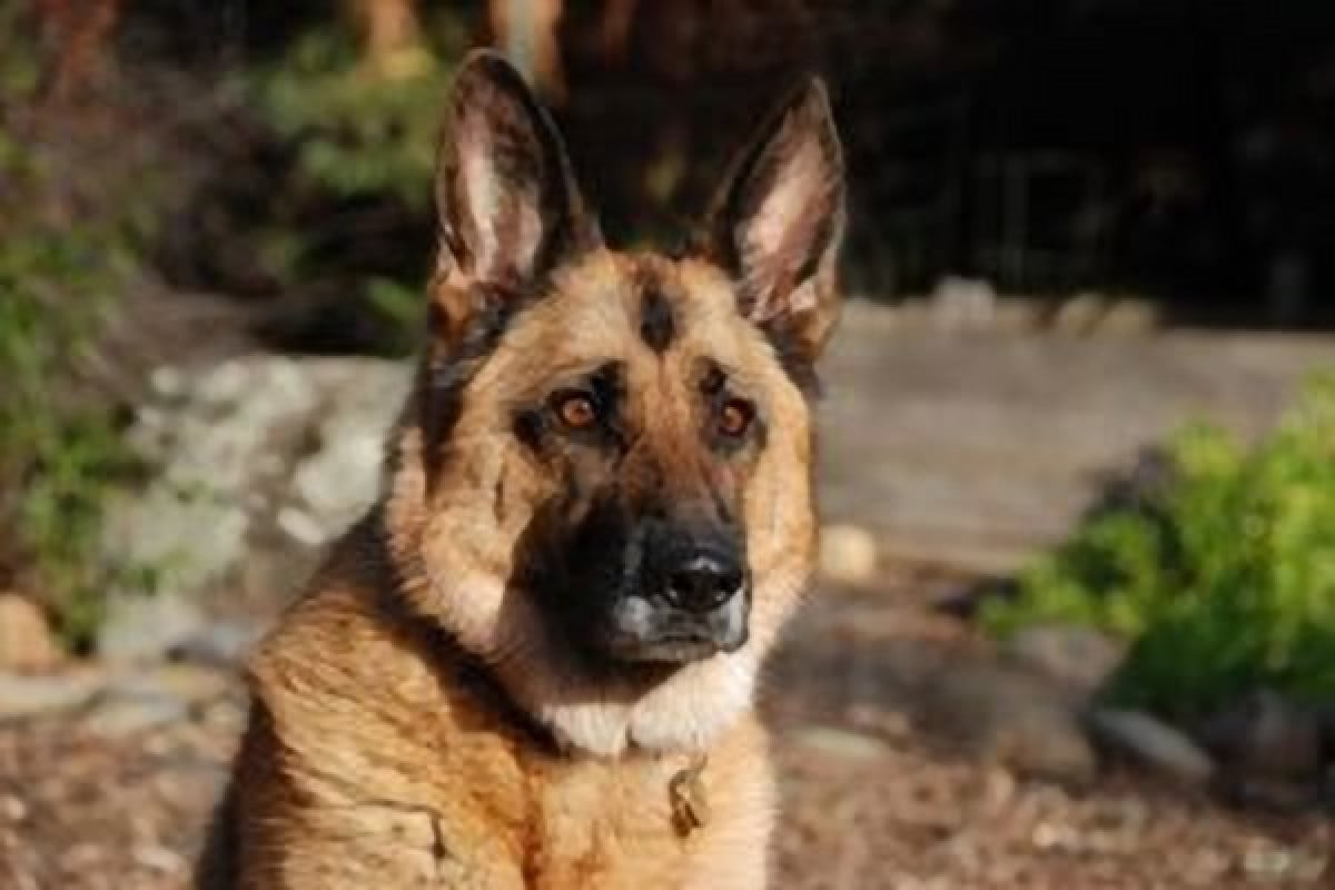 E' reato cambiare il microchip ad un cane smarrito