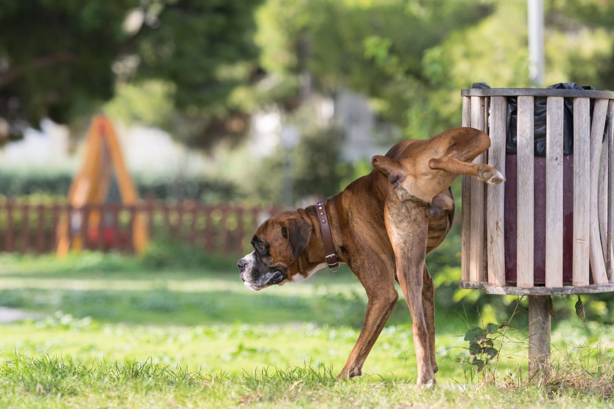 Animali in condominio: gli odori sgradevoli sono reato