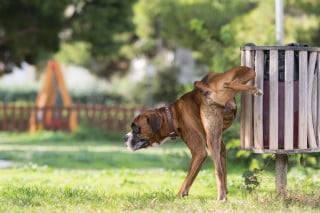Cane fa pipì in strada, multa da 157 euro
