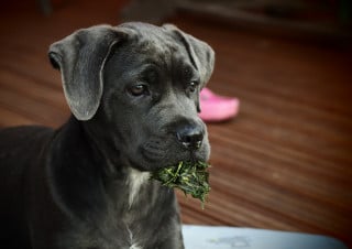 Animali in condominio, il patto che fa la differenza