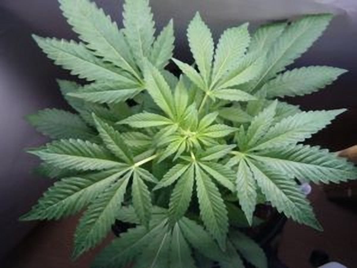 Cannabis per uso terapeutico: una pronuncia innovativa