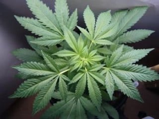 Droga (CANNABIS), sballo e difesa penale nelle parole dell'avv. Roberto BETTI - Complimenti e chiosa da Ciriaco MARTINO