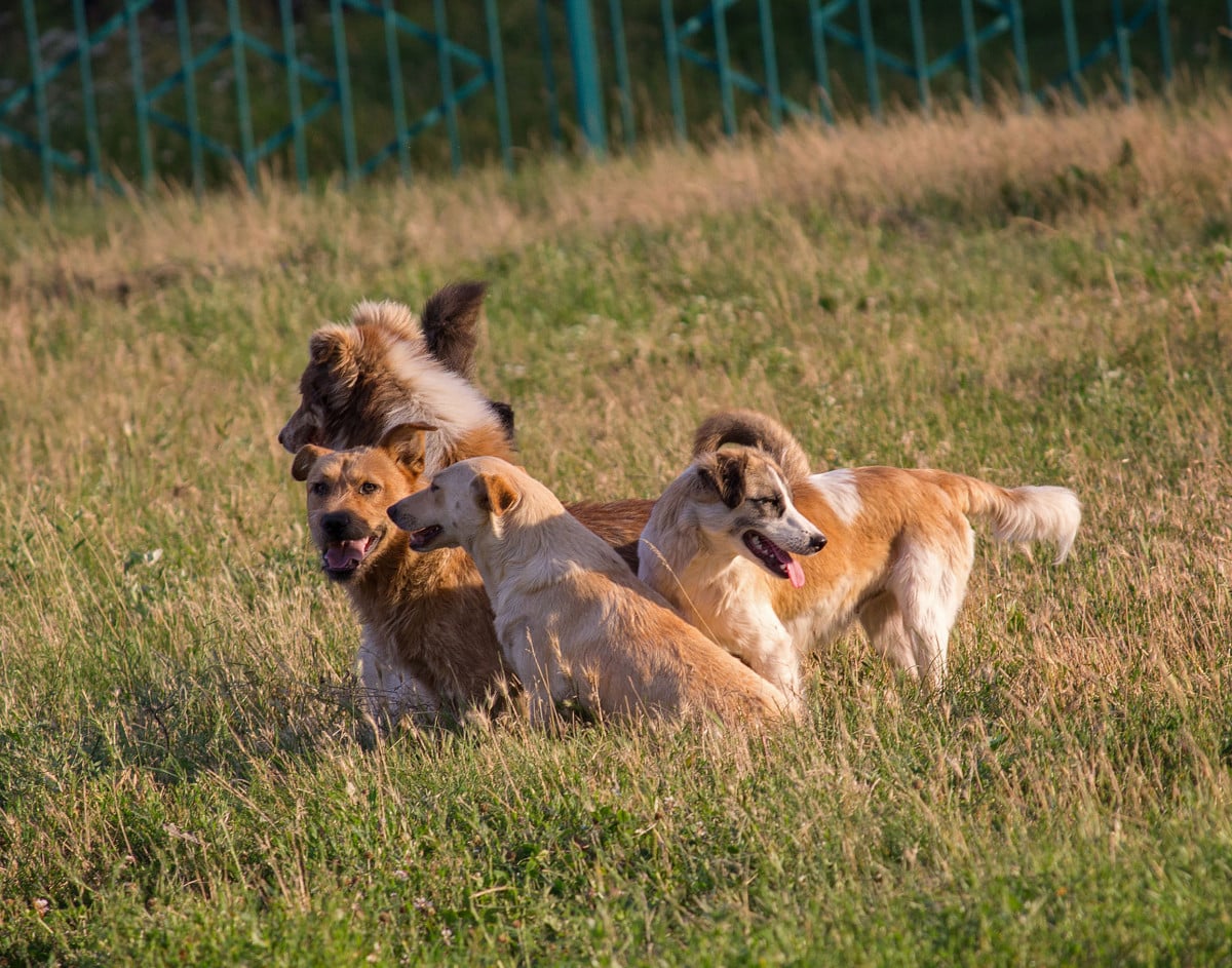 Aggressioni da cani randagi: responsabili Asl e Comuni