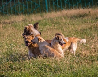 Aggressioni da cani randagi: responsabili Asl e Comuni