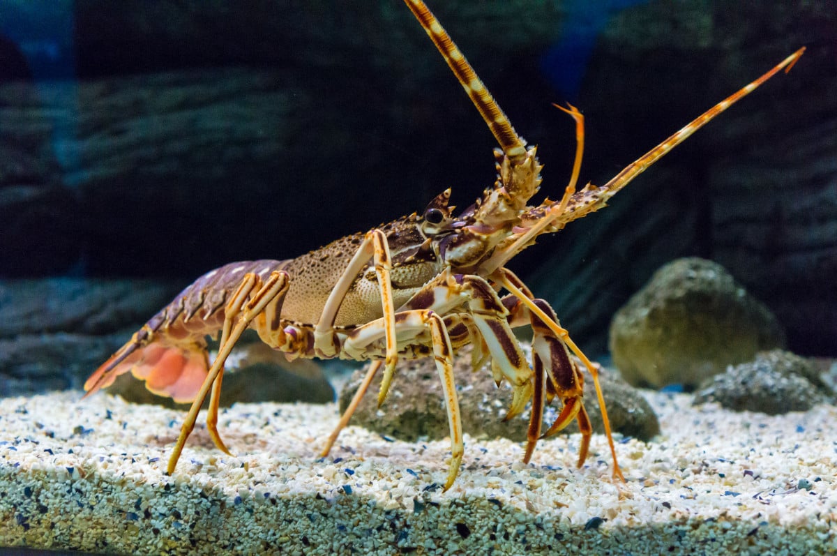 Crostacei vivi in frigo: è reato