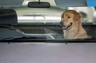Reato lasciare i cani in auto per ore