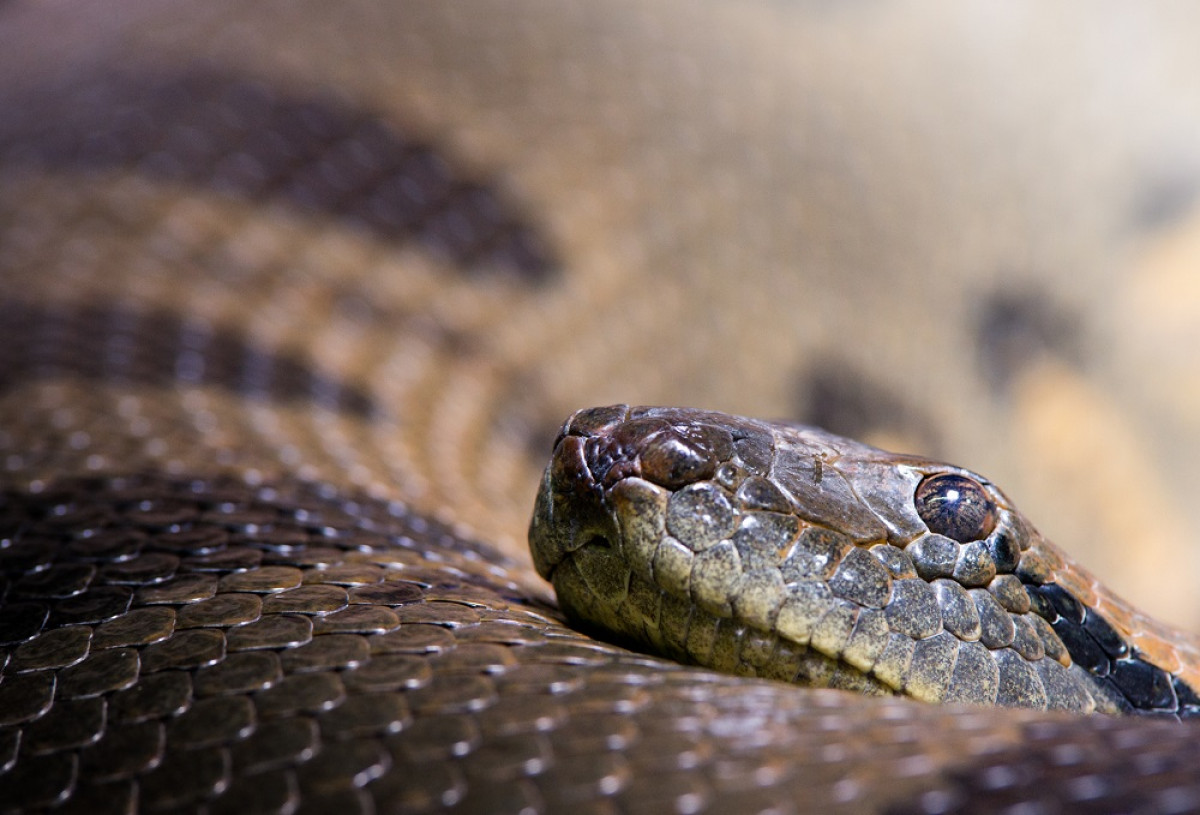 Scambia un morso di vipera per la puntura di un calabrone e il cane muore, veterinario condannato