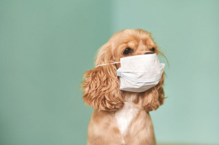 Emergenza Covid 2020 e gestione degli animali