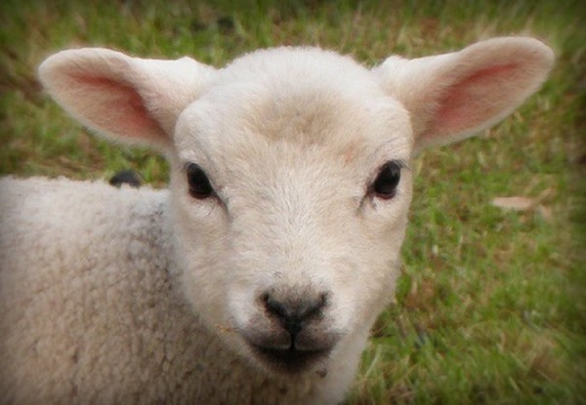 Diritti degli animali: Pasqua, finalmente agnello-free?