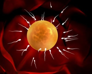 Fecondazioni: la Cedu dice no alla ricerca sugli embrioni