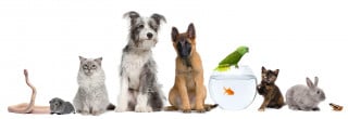 Morte di un animale domestico: quale diritto al risarcimento?