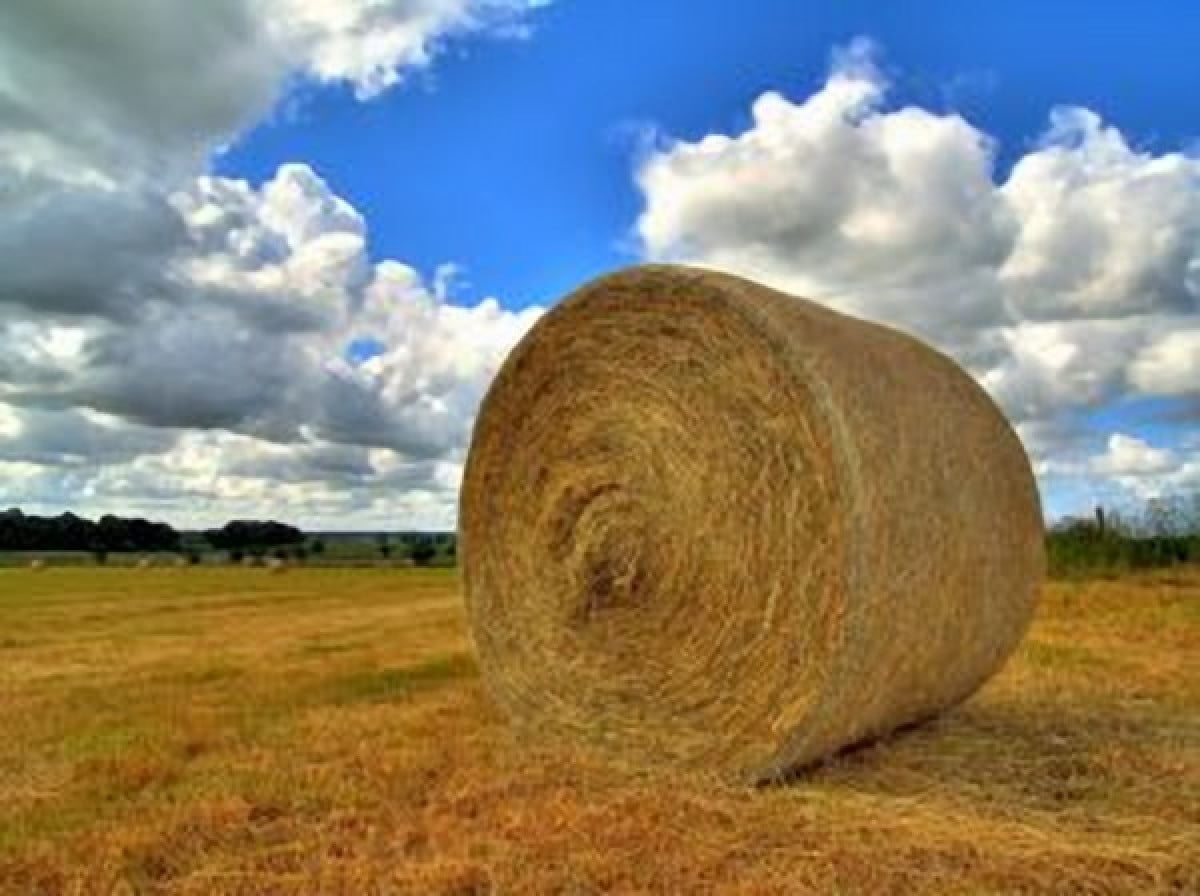 Lavoro: Scade il 30 giugno il termine per le assunzioni agevolate in agricoltura