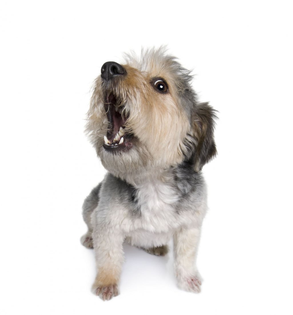 Per il cane abbaiare è un diritto sacrosanto!