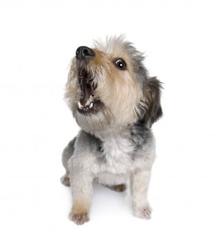 Per il cane abbaiare è un diritto sacrosanto!