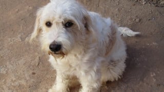 No alla VIVISEZIONE - I diritti degli ANIMALI, esseri senzienti - Un contributo dell'avv. Giulia BAMONTE