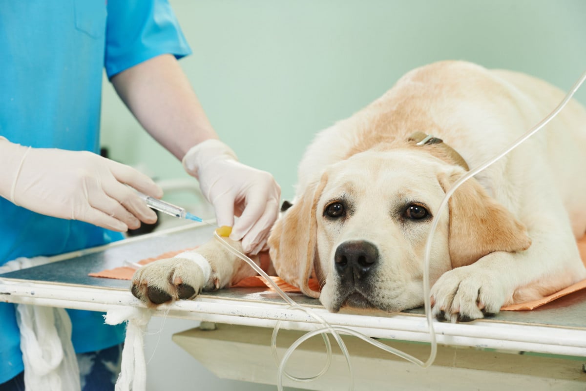 Danno non patrimoniale a seguito di malpractice veterinaria