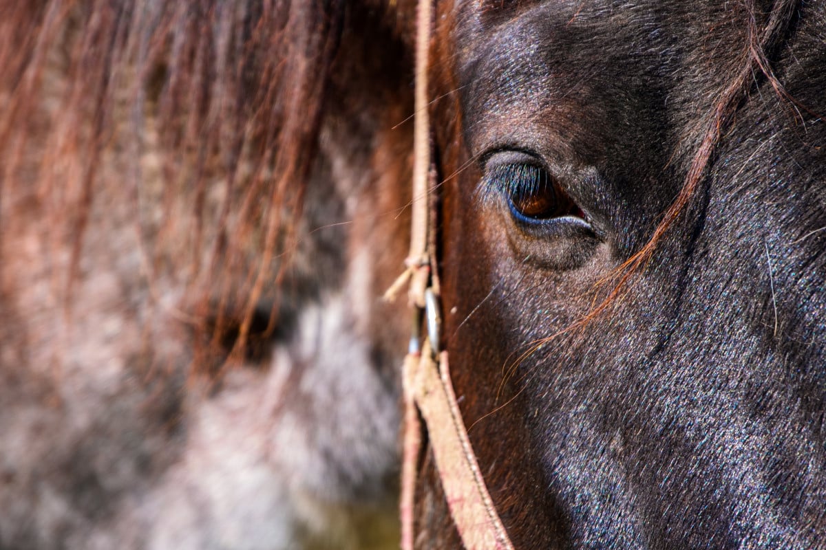 Varenne, l'ultimo Capitano: il cavallo atleta e il diritto che non sapevamo di avere