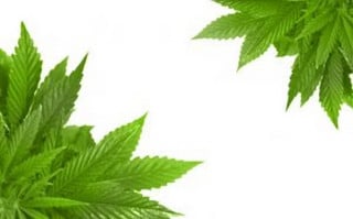 CANNABIS - Imputato per coltivazione a fini di spaccio di due piantine - Sara DAGNA commenta Tribunale di Asti 2.2.2012