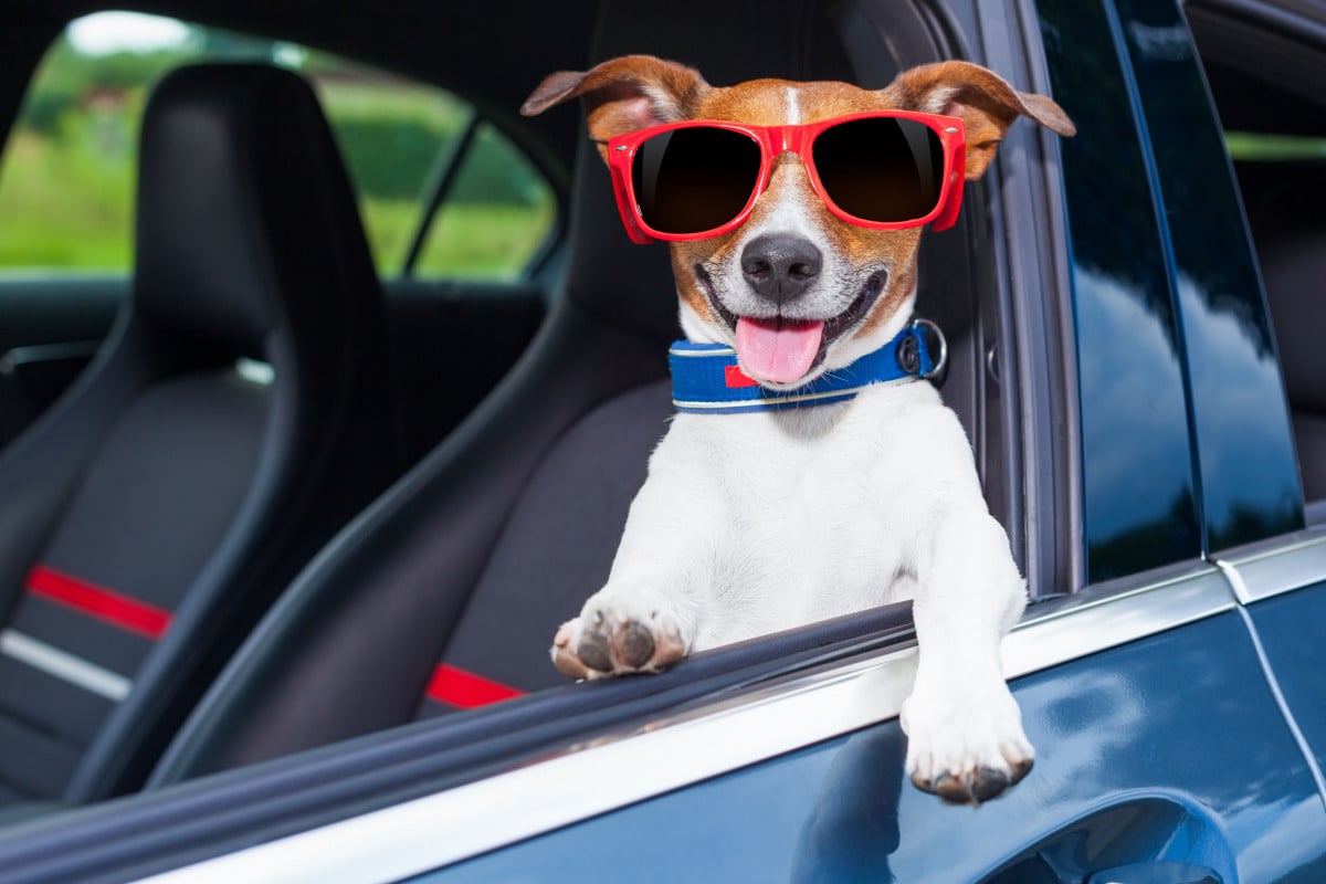 Cani e gatti: cinture in auto vietate