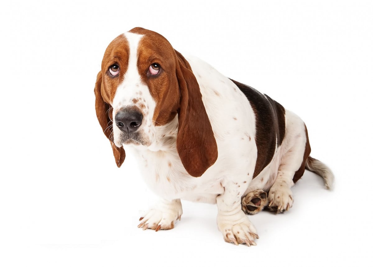 Fido crea problemi al vicino? Niente paura ci sono gli avvocati animalisti