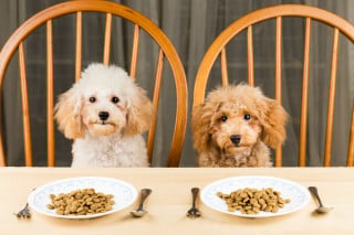 Non si può vietare di dare da mangiare ai cani randagi