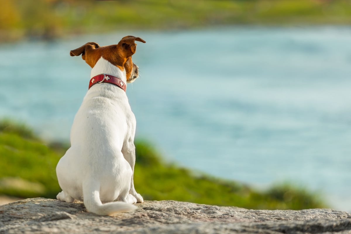 Eredità: si può fare testamento al cane?