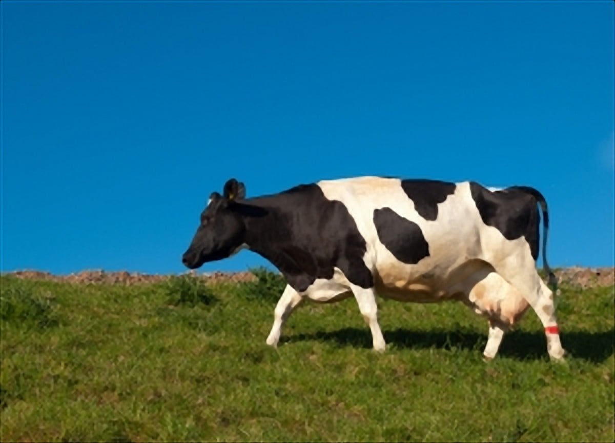 Latte: Coldiretti, occorrono norme per garantire trasparenza ed evitare concorrenza sleale
