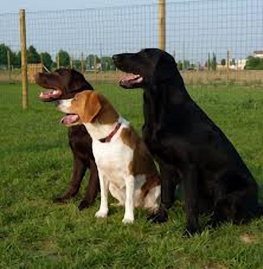 Cani randagi: l'Aidaa denuncia in procura il premier