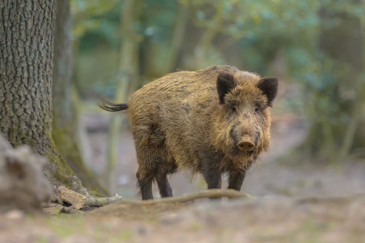 La responsabilità per i sinistri causati dagli animali randagi o selvatici